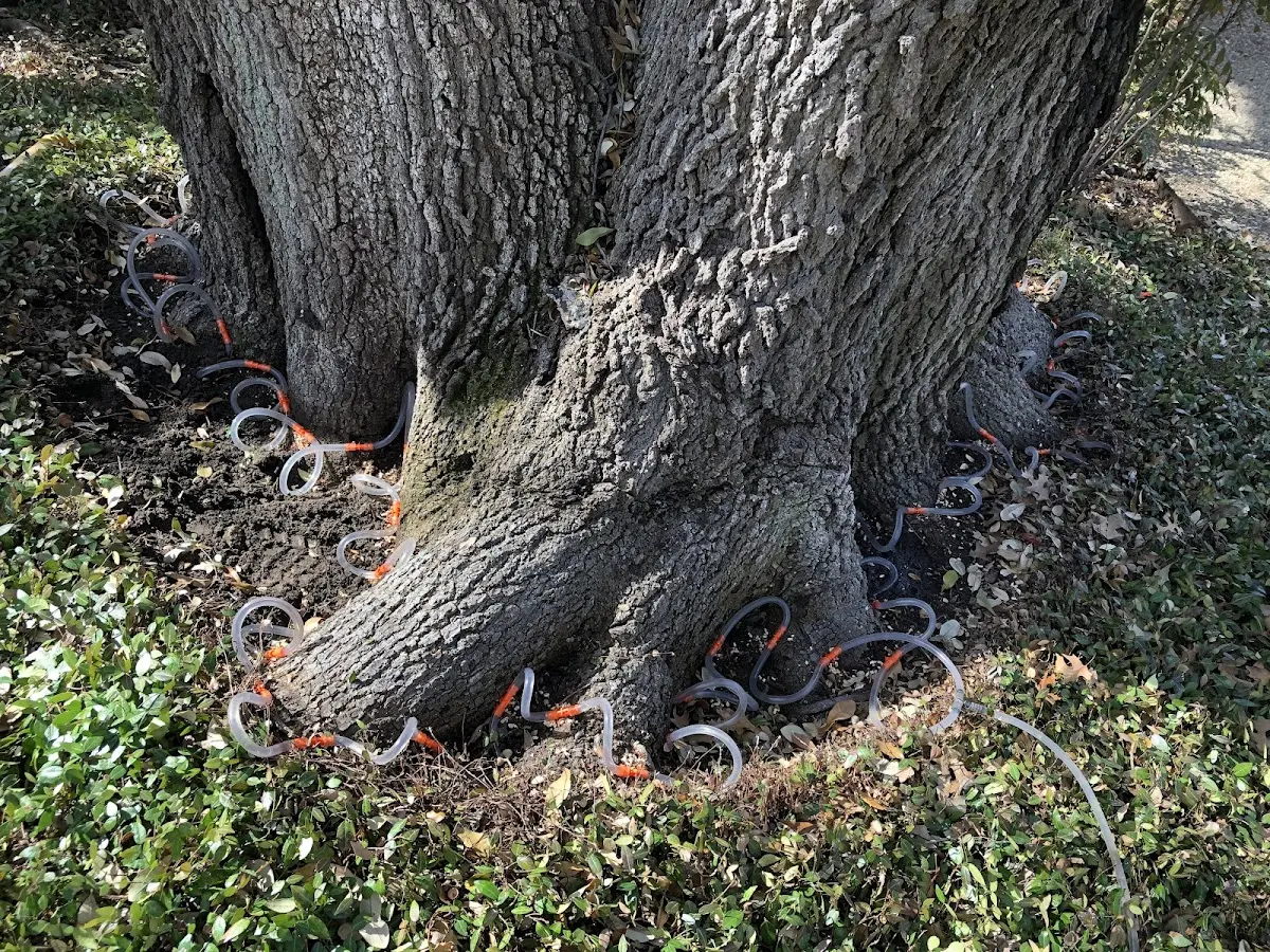 Detailed Tree Cabling and Bracing job site in Oak Brook